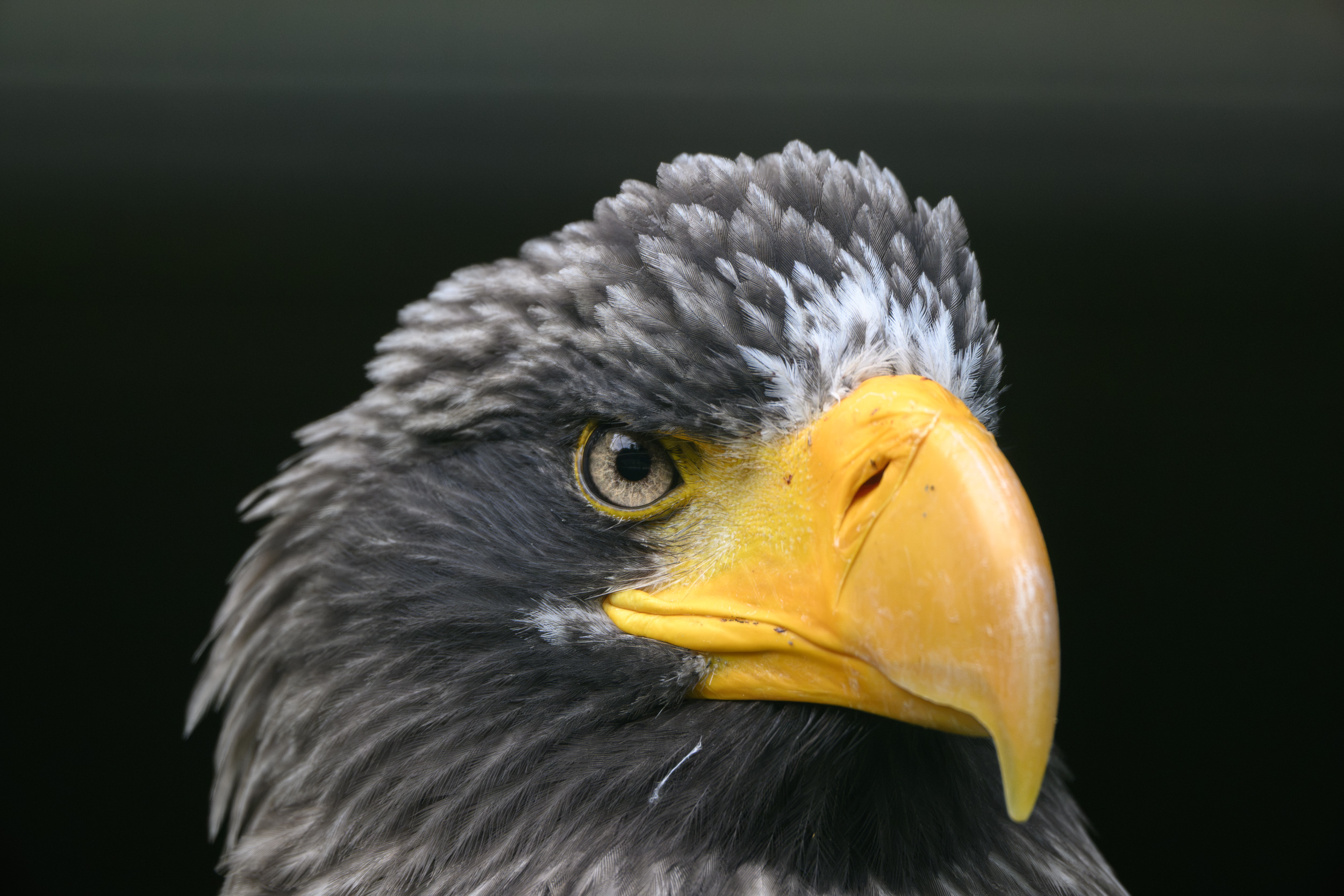 DSC_8995_NIKON Z 9_840 mm.jpg