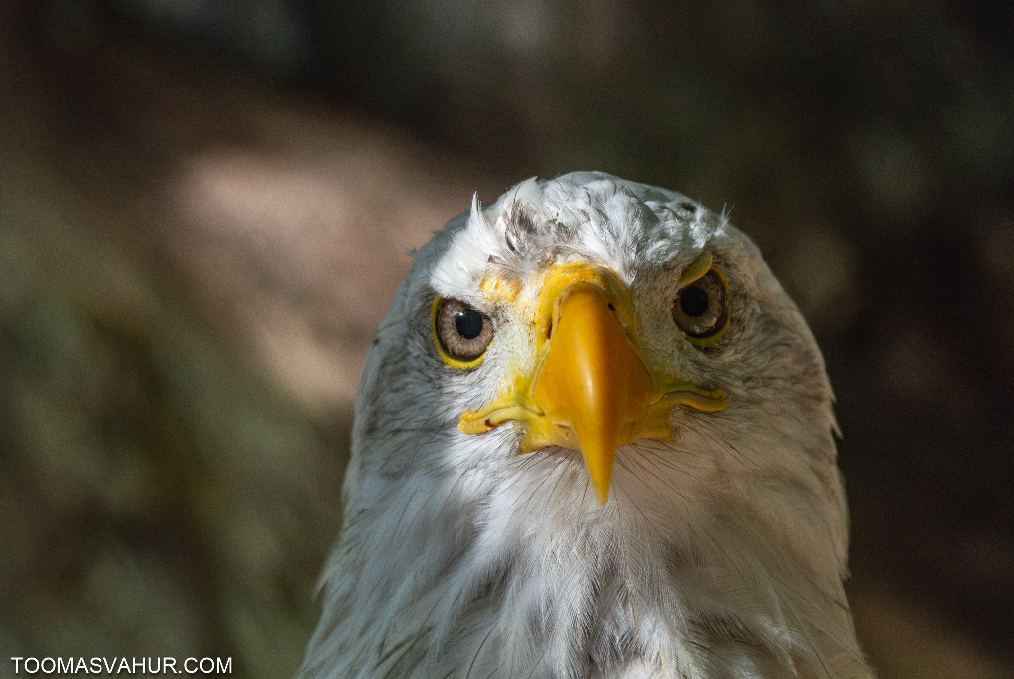 DSC_6108.jpg